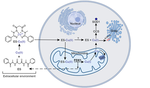 Experimental anti-cancer drug elesclomol can transport Cu across the cell membrane by transferring an electron between Cu(II) and Cu(I) inside mitochondria.