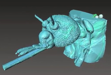 An image of the outside of a mosquito as it uses the pumping system in its head to drink. Scientists captured the image using the Advanced Photon Source, an extremely powerful X-ray facility. Image courtesy of Jake Socha, Virginia Tech